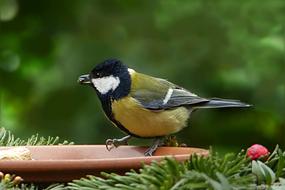 Bird Tit green tree