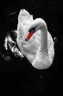 ravishing Swan Water White