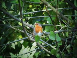goodly orange Robin Leaves Ivy