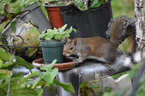 Squirrel hiding among flower pots