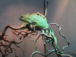 green chameleon on the branches