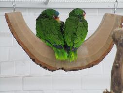 Green Parrots Birds Ornamental