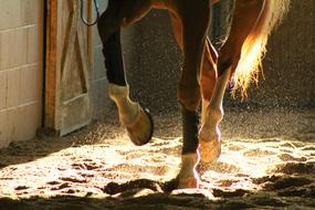 Dancing Horses Hooves