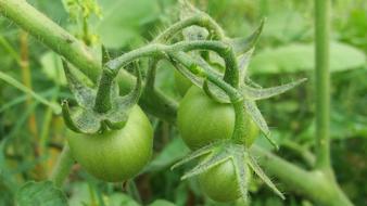 green unripe garden tomatoes