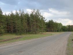 Road Pine