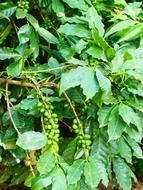 coffee green beans