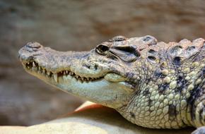 Crocodile Head