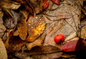 Leaves Drops Rowan