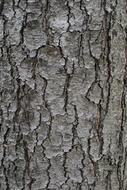 Tree Bark Trunk