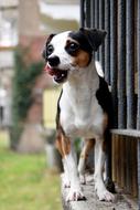photo of a spotted puppy with his tongue sticking out by the fence