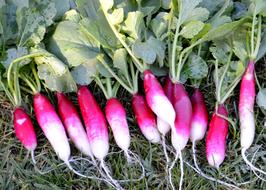 pink radishes in the field