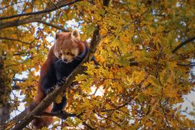 red panda sits on a branch of an autumn tree in a zoo in Zurich