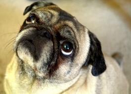 Dog Pug close-up on blurred background