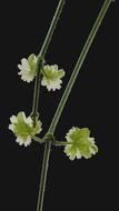 green leaves of the plant on a black background