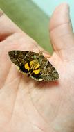 yellow-brown butterfly is sitting on the palm