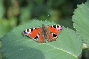 Peacock Butterfly on green leaf