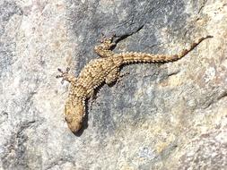Gecko Rocks Texture drawing