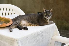 cat on table