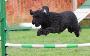 ravishing Dog Agility Training