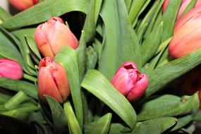 Tulips Spring Flowers Closeup