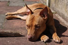 amazingly beautiful Dog Pet Breed