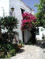 pink Flowers on white facade, spain, Andalusia