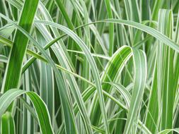 Leaf Green