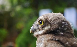goodly Owl Bird