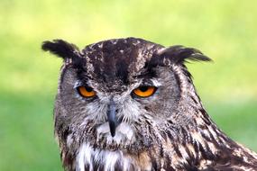 Owl Ave Bird Of Prey