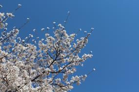 Cherry Flowers Sky Blue