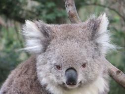 Koala on a tree close up