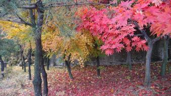 Colour Trees South Korea Autumn