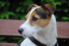 photo portrait of russell terrier with a leather collar