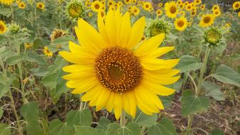 Flowers Yellow