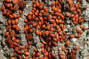 lot of bugs on a tree pole