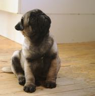 impressively beautiful Pug Puppy Dog