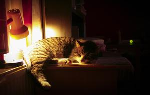 impressively beautiful Cat Night Sleeping