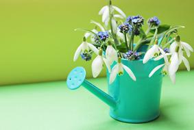 Snowdrop Forget Me Not Flowers