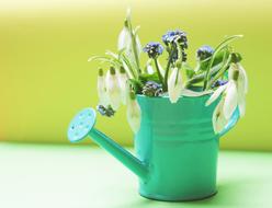 Snowdrop Forget Me Not Flowers