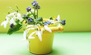 Snowdrop Forget Me Not Flowers