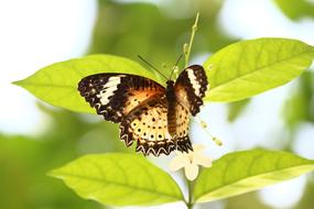 brown butterfly on a green branch in the light