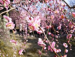 Plum Shidare Trees Shrine