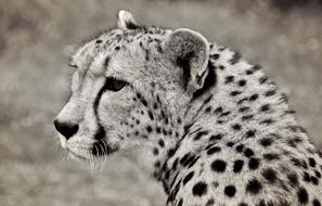goodly Cheetah Big Cat