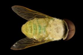 Horse Fly Macro