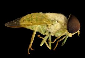 Horse Fly Macro green