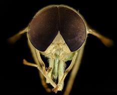 Horse Fly Eyes Macro photo