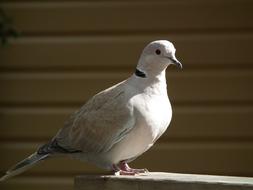 beige dove on the background of the facade of the building