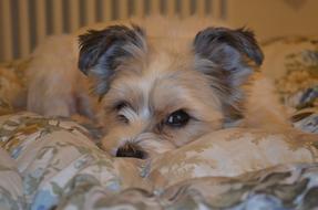 goodly Dog Pet Hair
