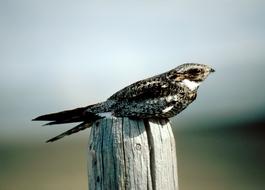 Common Nighthawk Bird close-up on blurred background
