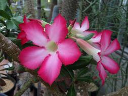 Berkeley Botanical Garden Pink
